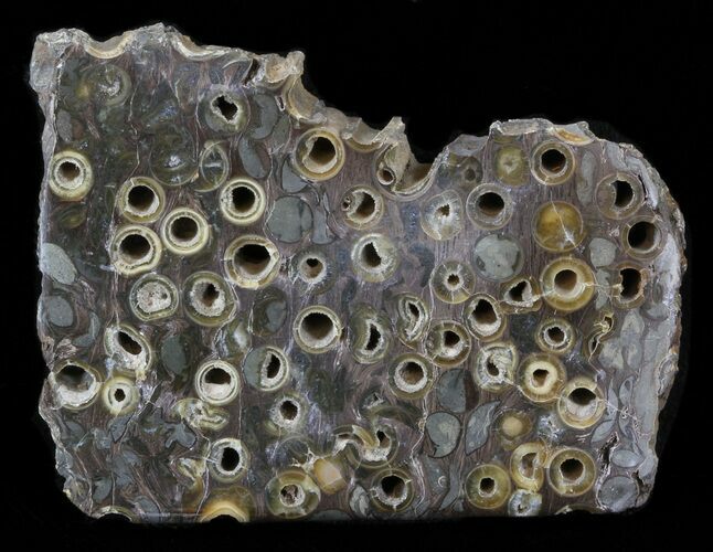 Slab Fossil Teredo (Shipworm Bored) Wood - England #40369